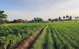 Thiruthuraipoondi  Ads