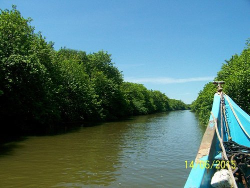 Muthupettai Mangrove Forest