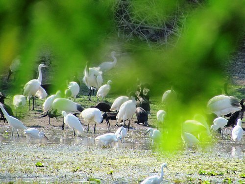 Udayamarthandapuram Birds Sactuary